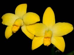 Laelia_briegeri_ws_cd