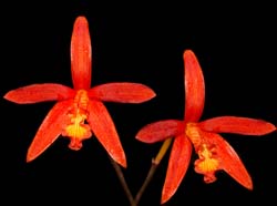 Laelia_colnagoi_WS_d