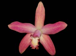 Laelia_hispidula_ws_cd