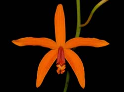 Laelia_kautskyana_WS_cd