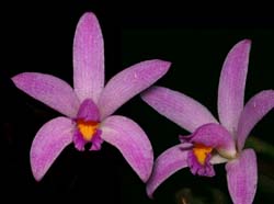 Laelia_kettieana_ws_cd