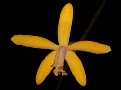 Laelia_mucugense_ws_cd