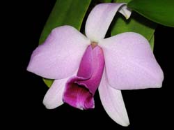 Laelia_pumila_Praestans_IP_cd