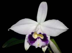 Laelia_pumila_sa_coerulea_ws_cd