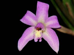 Laelia_reginae_ip_CD