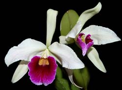 laelia purpurata tipo 'norberto' x l.p. carnea