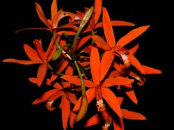 laelia sanguiloba 2
