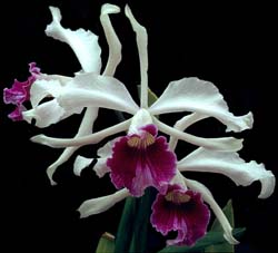 laelia_ purpurata_semialba3