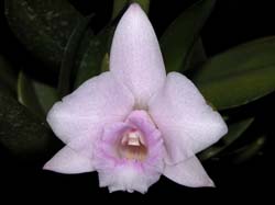 laelia_alaorii2_cd