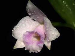 laelia_alaorii_cd
