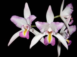 laelia_albida_rosea_cd