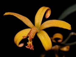laelia_alvaroana_cd