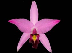 laelia_anceps2_cd