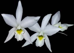 laelia_anceps_alba_cd