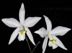 laelia_anceps_alba_ws_cd