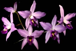 laelia_anceps_cd