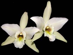 laelia_anceps_dawsonii_cd