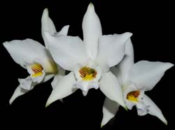laelia_anceps_dawsonii_ws_cd