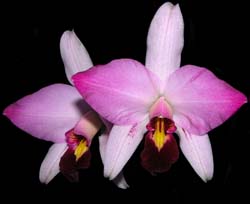 laelia_anceps_guerreroi2_cd