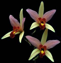laelia_anceps_stbabara_cd