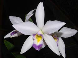 laelia_anceps_veitchiana2_ws_cd