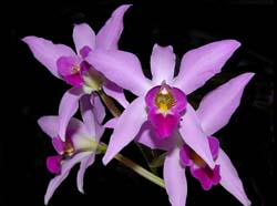 laelia_anceps_ws_cd