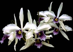 laelia_purpurata_werkhäuseri_2_cd