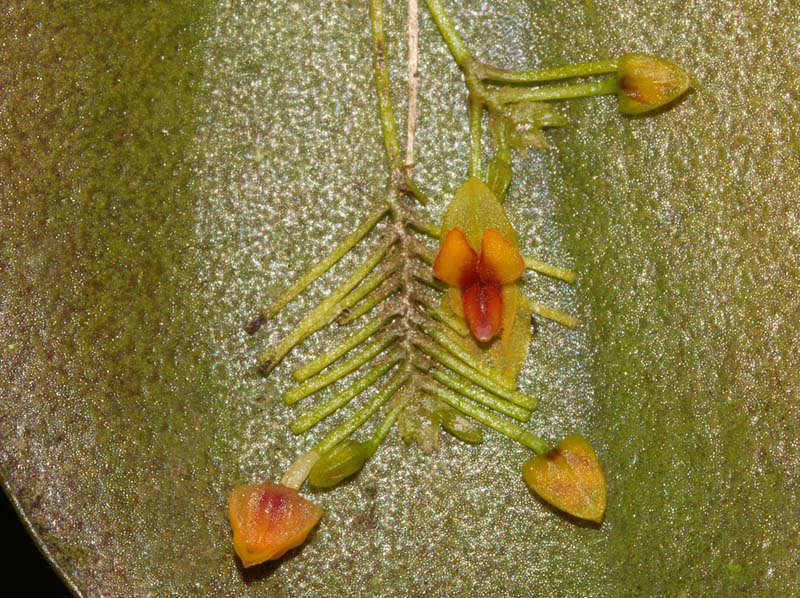 Lepanthes_VZ1