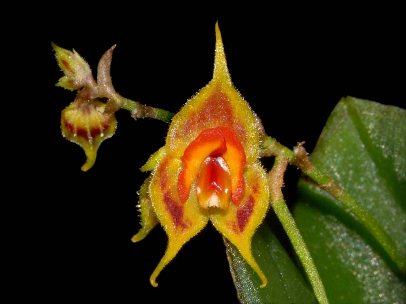 Lepanthes_cf_dictyota_ws_cd