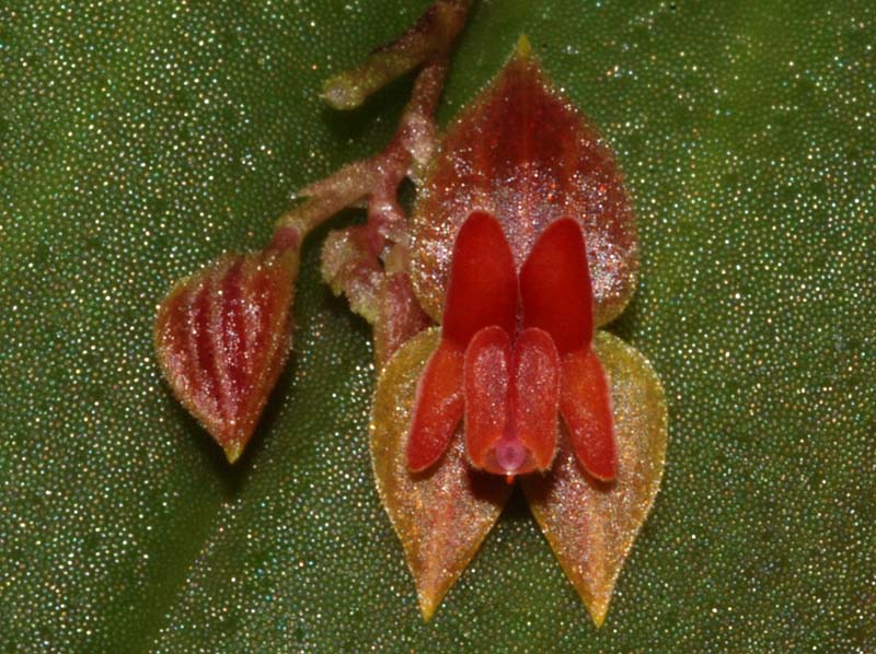 Lepanthes_costariciensis2_ws_cd