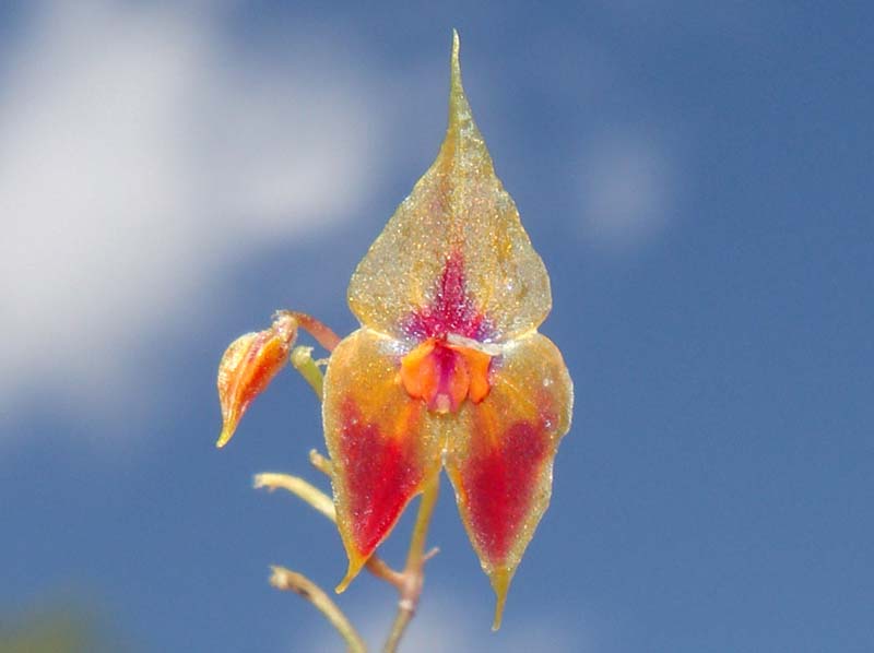 Lepanthes_discolor_EG_cd