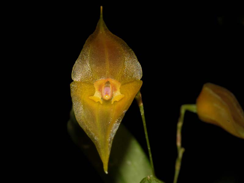 Lepanthes_echo_type_ws_cd