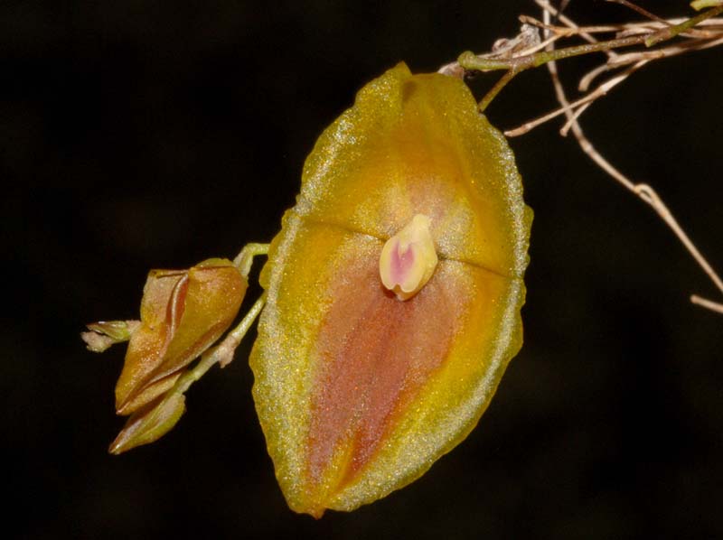 Lepanthes_escobariana2_ws_cd