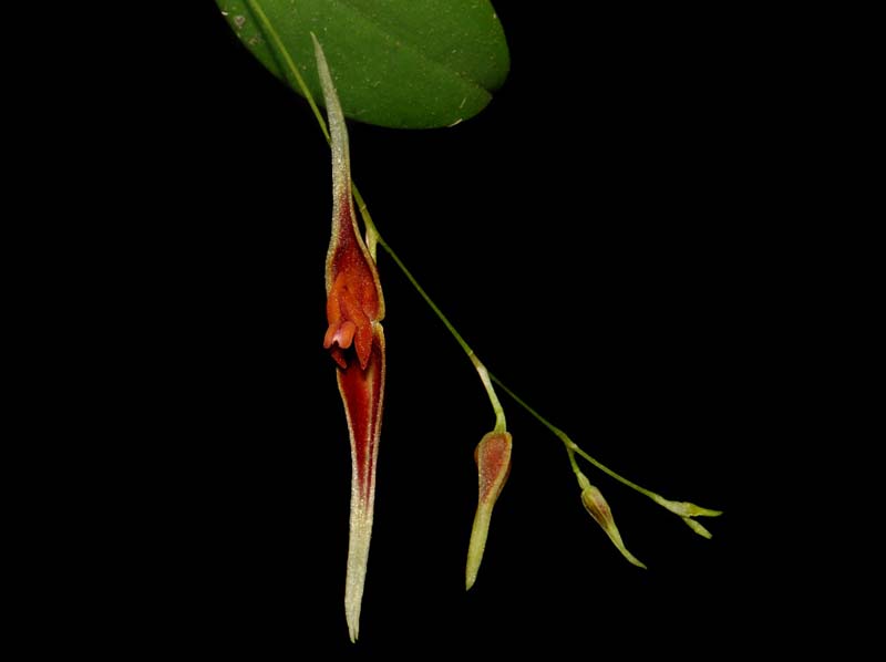 Lepanthes_ionoptera_ws_cd