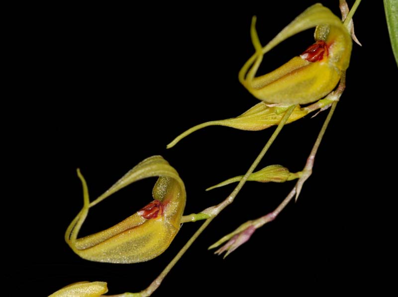 Lepanthes_mastix_ws_cd