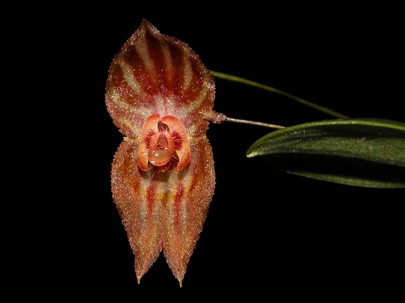 lepanthes mulleriana_cd