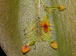 Lepanthes_VZ1