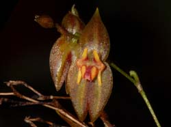 Lepanthes_aeora_Ws_cd