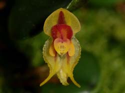 Lepanthes_caloura_ws_cd
