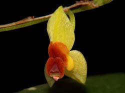 Lepanthes_capistrata_ws_cd