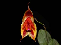Lepanthes_caudata_ws_cd