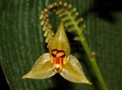 Lepanthes_condorensis_ws_cd