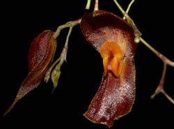 Lepanthes_corkyae_ws_cd
