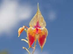 Lepanthes_discolor_EG_cd