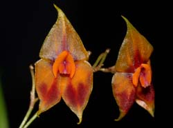 Lepanthes_discolor_WS_cd