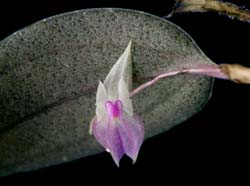 Lepanthes_dunstervilleorum_EG_cd