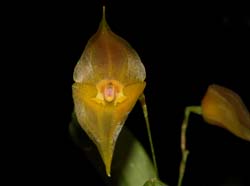 Lepanthes_echo_type_ws_cd