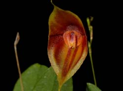 Lepanthes_echo_ws_cd