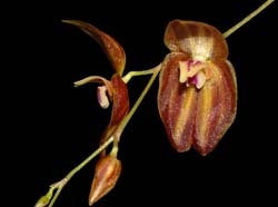 Lepanthes_effusa_ws_cd