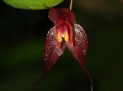 Lepanthes_elata_ws_cd